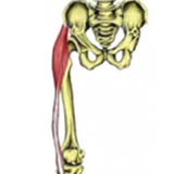 tensor fascia latae