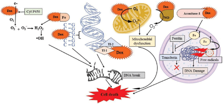 DOX induced cell death