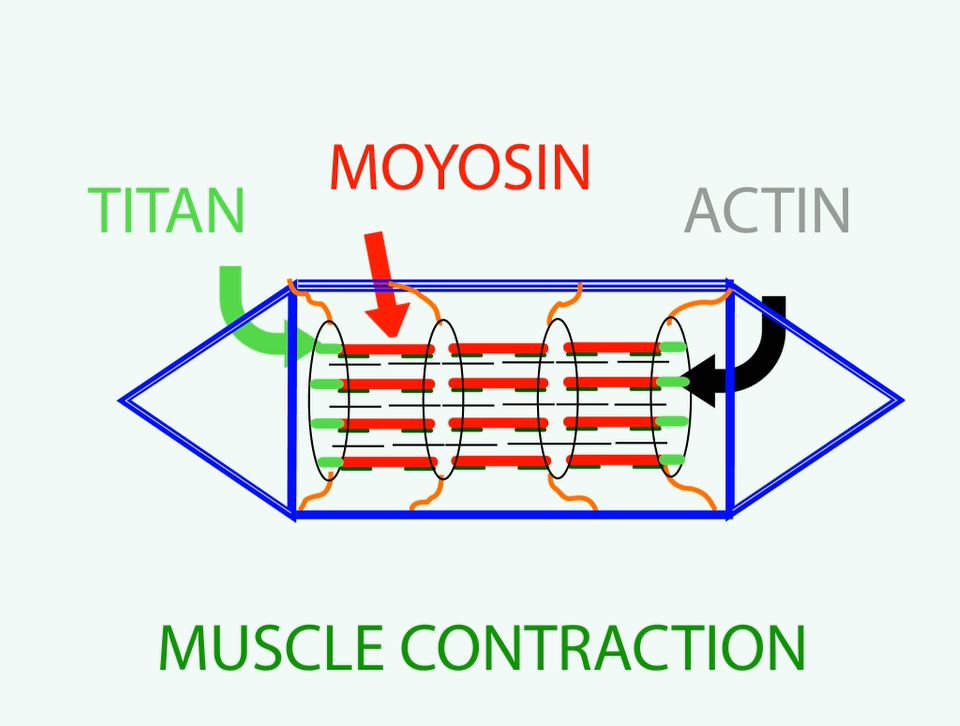 Myofilaments