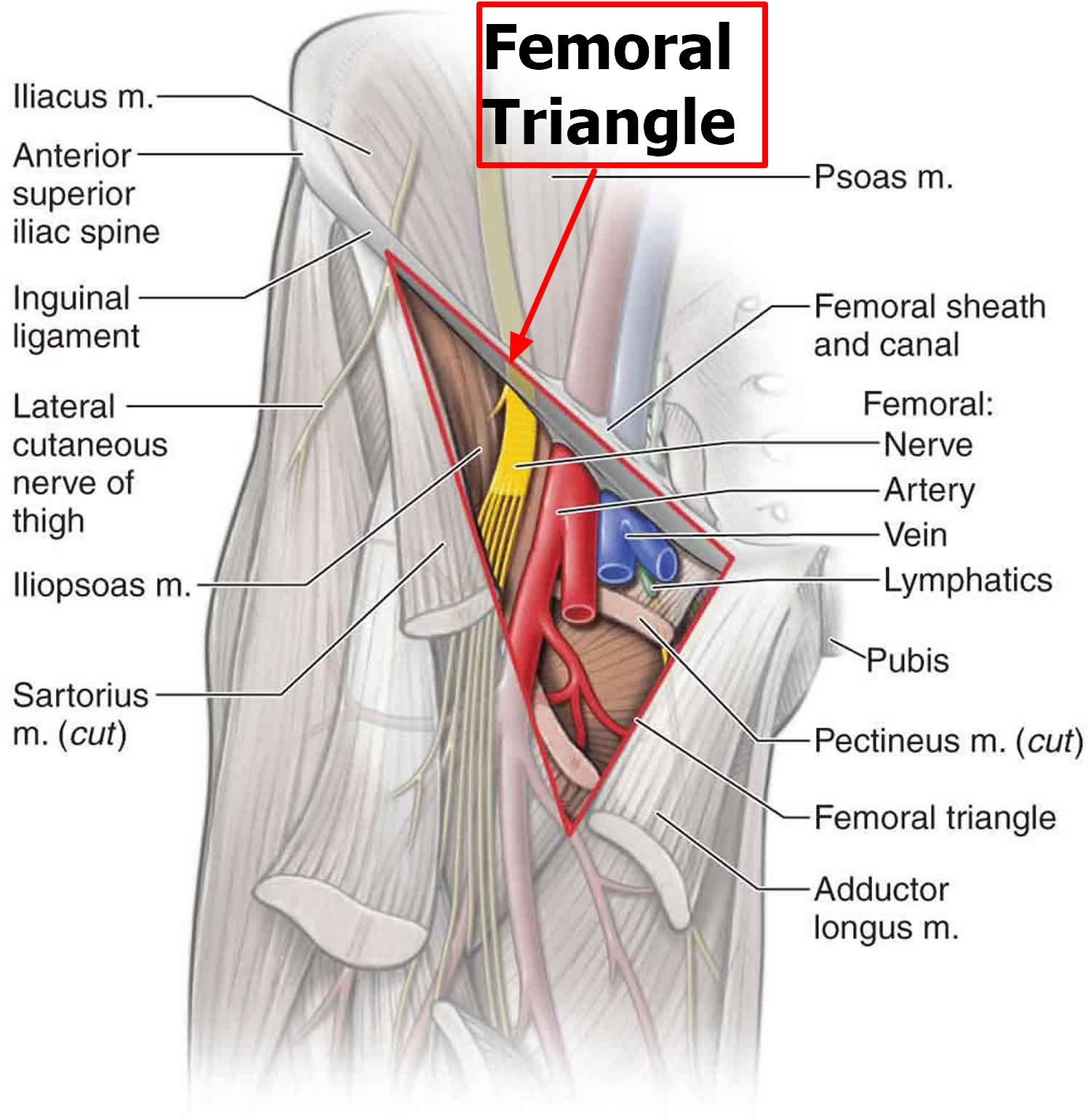 femoral artery and vein