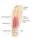 Hamstring