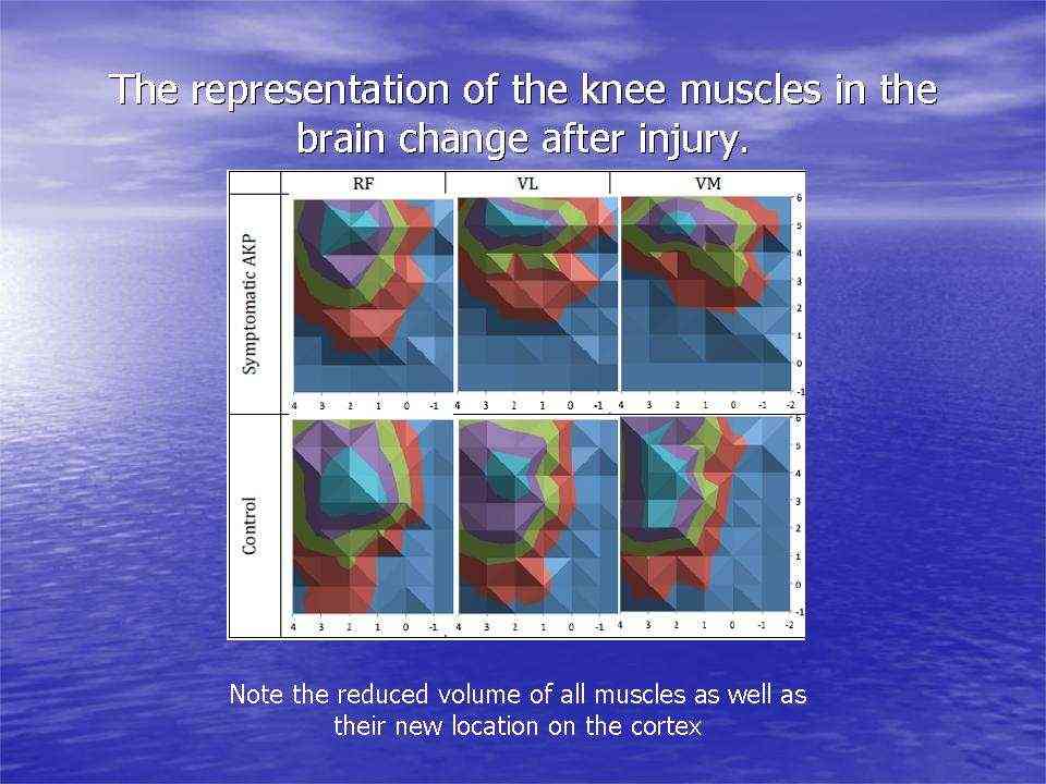 The representation of the knee muscles in the brain