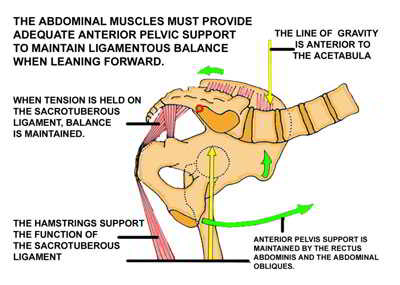 pelvic forward flexion