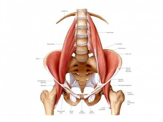 sacroiliac joint muscles