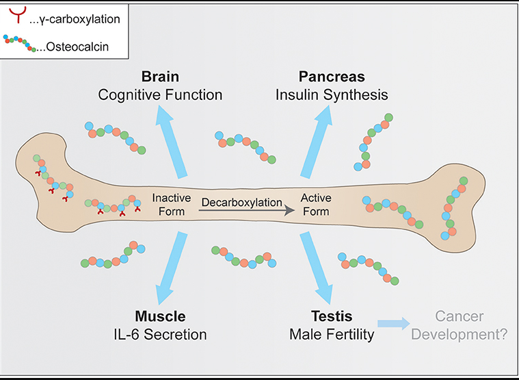 Osteocalcin Moser et al 2019