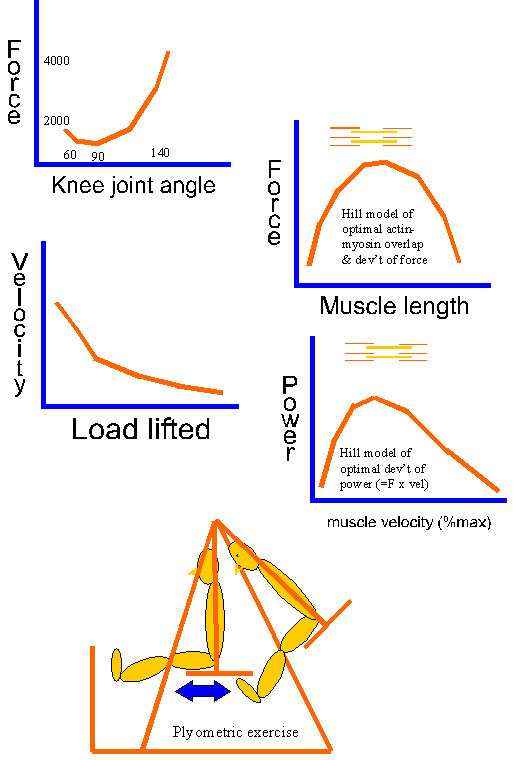 Calf Muscle Tightness, Achilles Tendon Length and Lower Leg Injury —  Mountain Peak Fitness