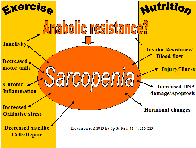 Sarcopenia contributing fac