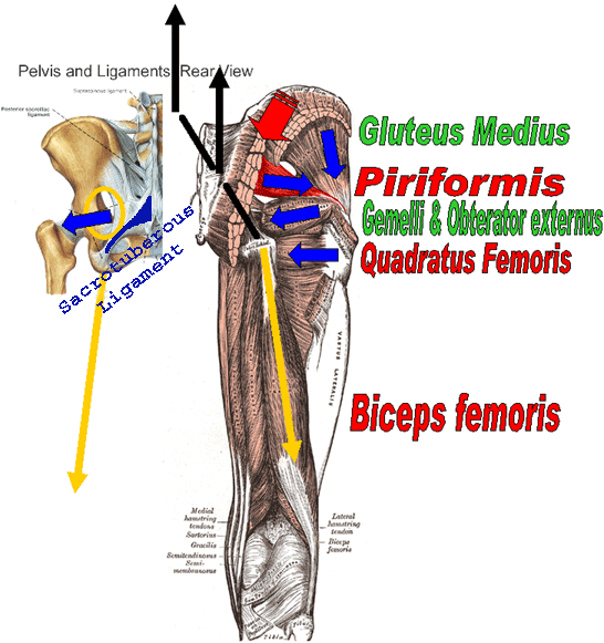 Pelvic girdle pain, hip & back dysfunction