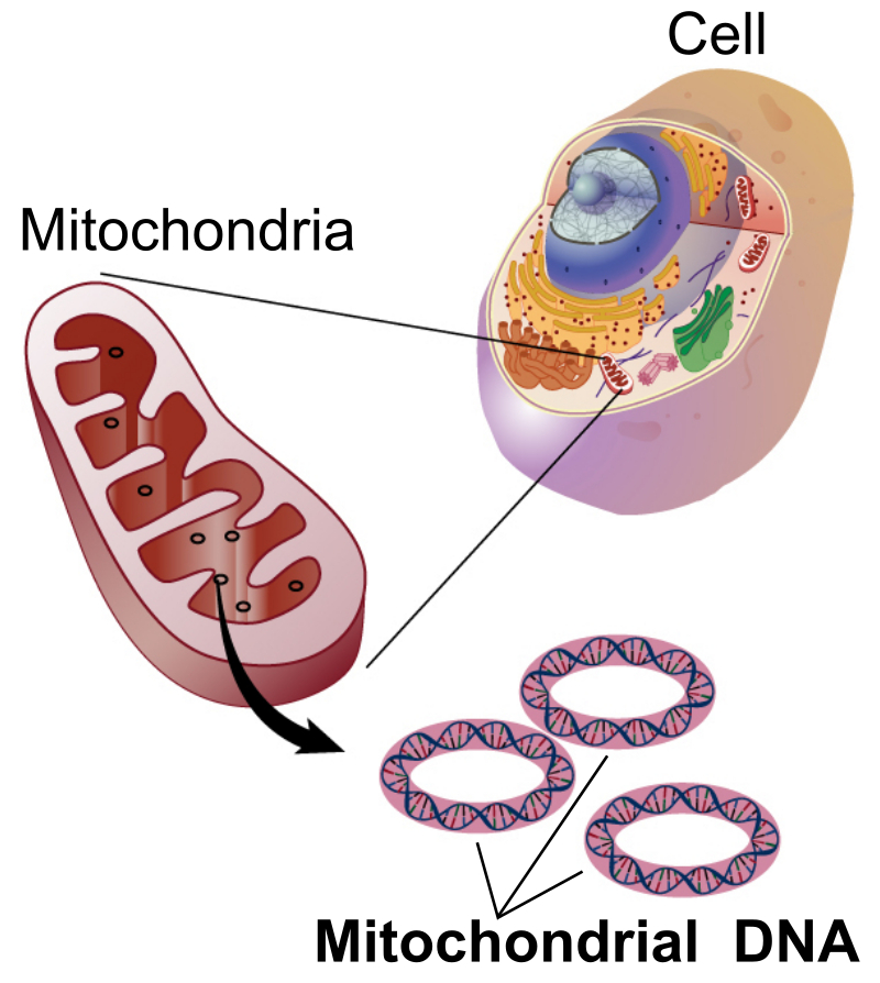 Mitochondrial dna lg