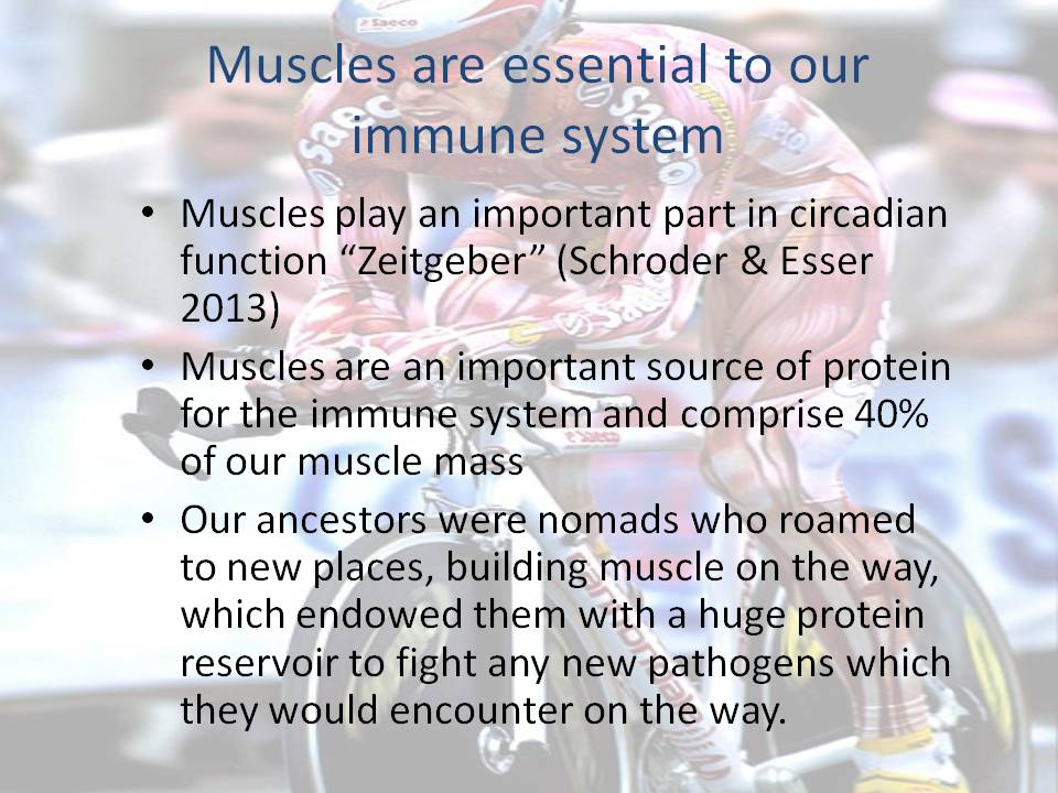 Muscle mass immune system