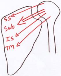 Lines of action of scapula and rotator cuff muscles