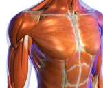 INJURY BLOG: THORACIC OUTLET SYNDROME