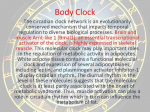 The skeletal muscle clock